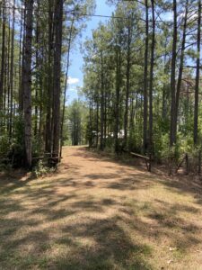 Land with trees in Amite County, MS