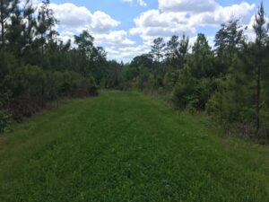 Land with trees in East Feliciana Parish, LA